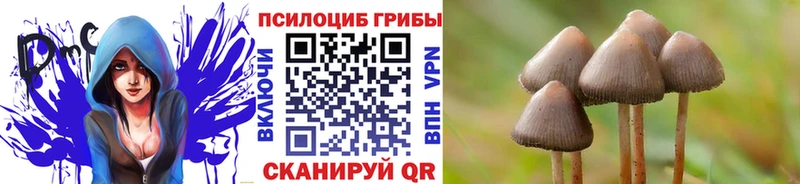 хочу Суворов МЕГА ссылки Галлюциногенные грибы Cubensis